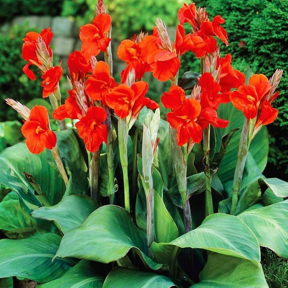 Canna Flower Seeds for Planting – Vibrant Tropical Blooms for Garden & Landscape