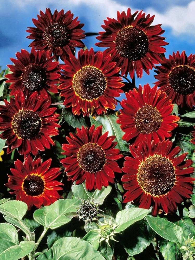 dwarf sunflower seeds to plant Red Mini Sunflower Seeds for Planting – Heirloom, Non-GMO, High Germin –  Neeraseeds