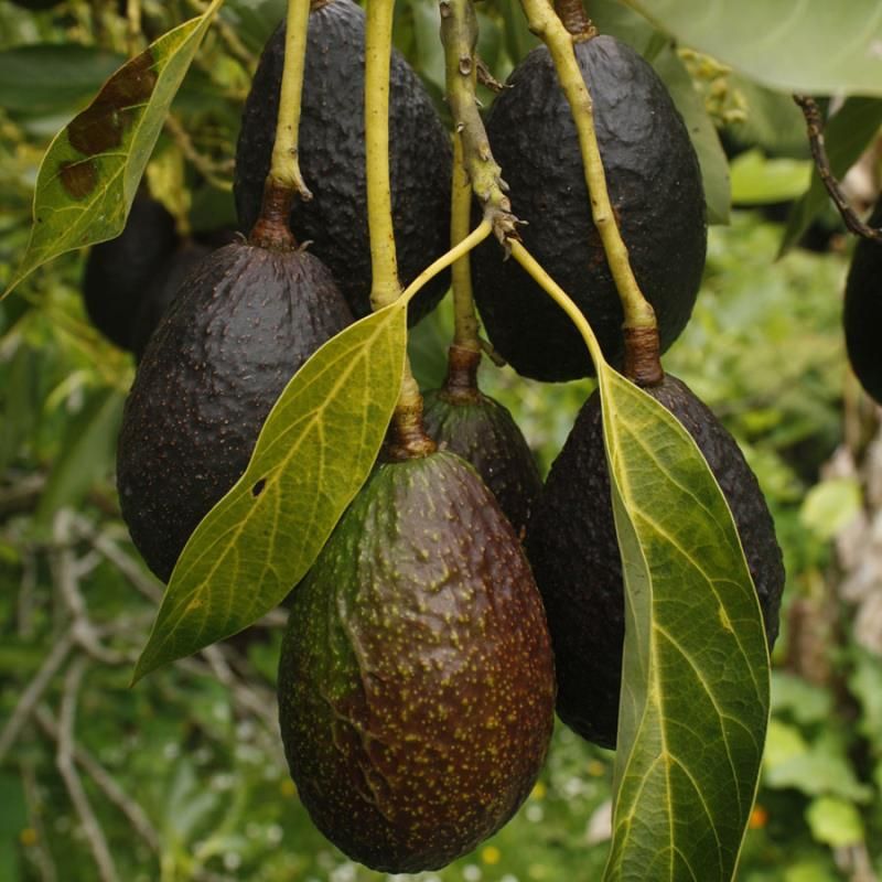 Carmen Hass Avocado Seeds for Planting – Heirloom Non-GMO High Germination Organic Garden Seeds