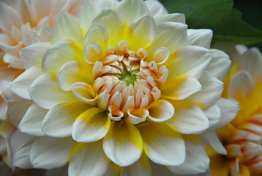 Yellow White Dahlia Flower Seeds for Planting – Heirloom Non-GMO | High Germination Organic Garden Seeds