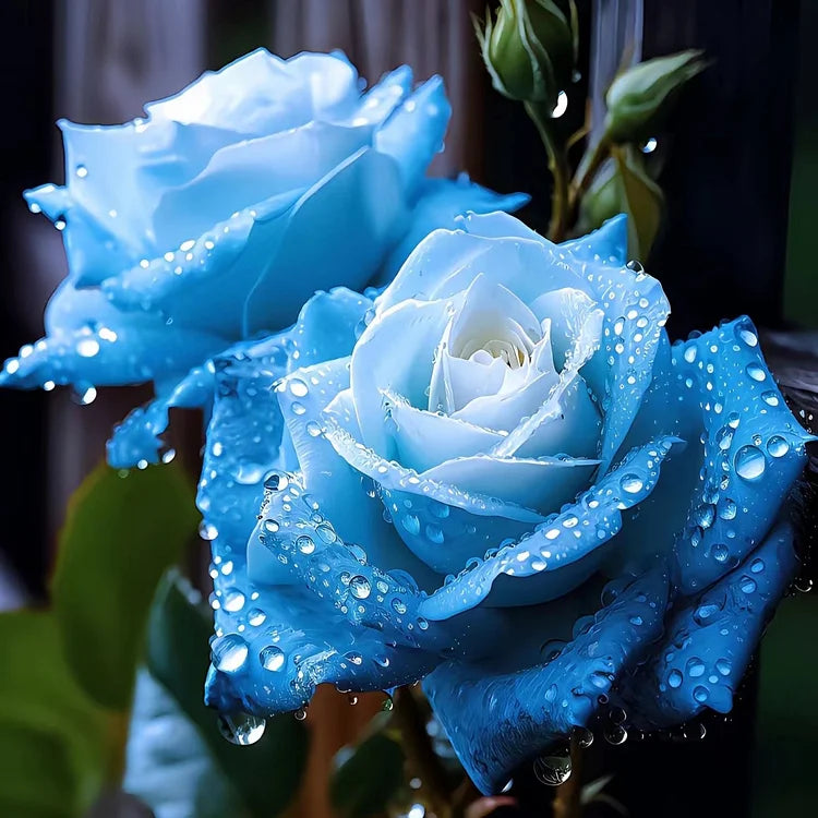 blue rose bush seeds Ice Blue Rose Plant Seeds for Planting Non-GMO Heirloom Garden Seeds for Growing Beautiful Flowers