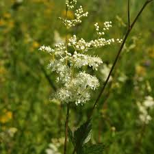 Meadowsweet Plant Seeds for Planting – Heirloom, Non-GMO Medicinal Herb (Filipendula ulmaria)