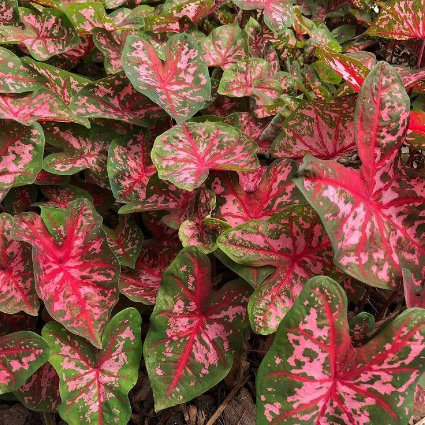 Carolyn Whorten Caladium Leaf Flower Seeds – Heirloom, Non-GMO, High Germination Organic Garden Seeds for Planting