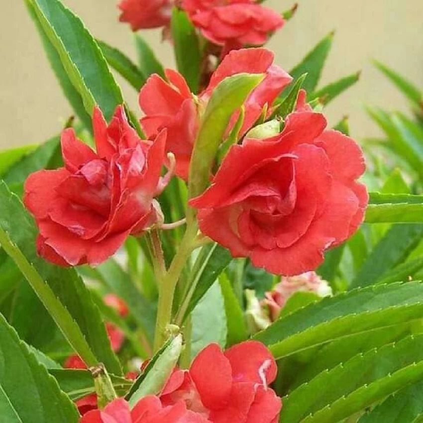 Balsam Camellia Flower Seeds – Heirloom Non-GMO Seeds for Garden Planting
