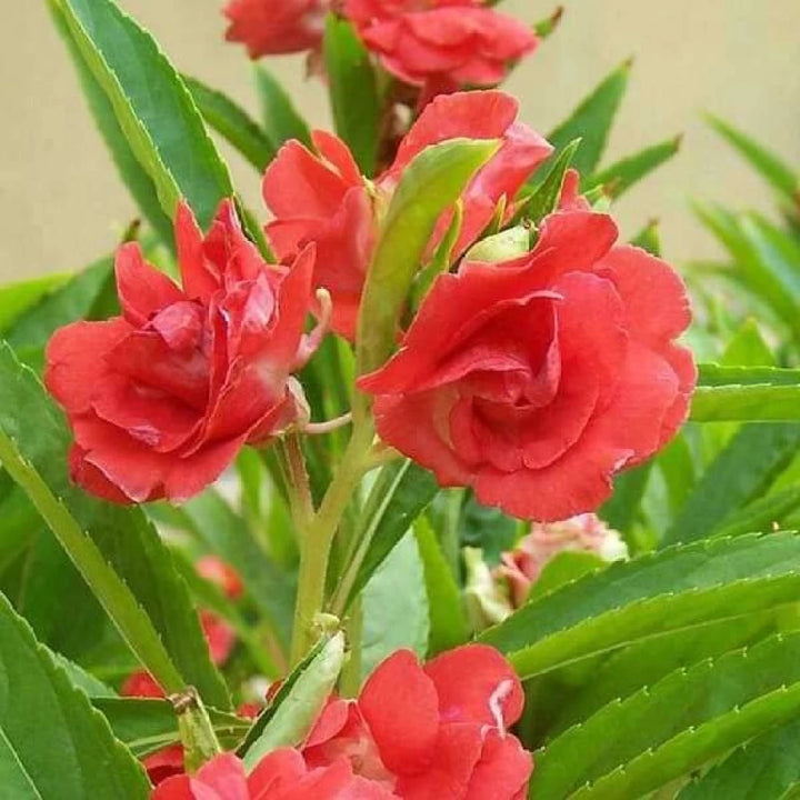 Balsam Camellia Flower Seeds – Heirloom Non-GMO Seeds for Garden Planting