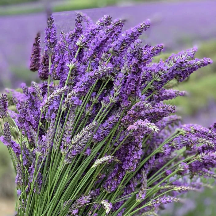 English Lavender Seeds for Planting – Heirloom Non-GMO Organic Garden Seeds with High Germination
