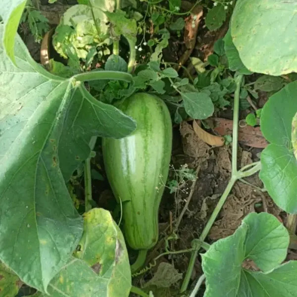 Bottle Round Gourd Seeds for Planting, 100 pcs – Fresh Vegetable for Your  Garden, Vegetable Seeds – Neeraseeds