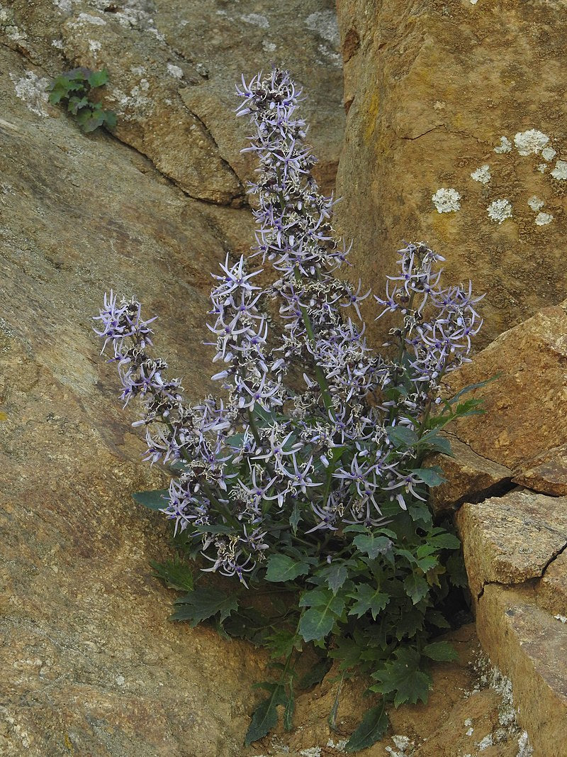 Blue Petromarula Pinnata Plant Seeds for Planting - Heirloom Non-GMO High Germination Organic Garden Seeds