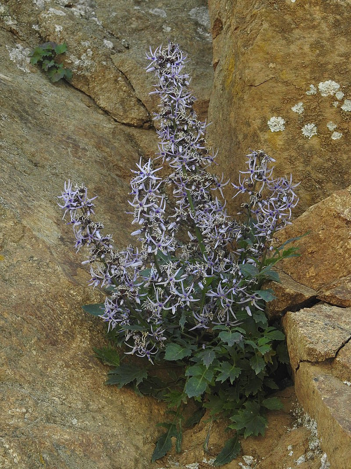 Blue Petromarula Pinnata Plant Seeds for Planting - Heirloom Non-GMO High Germination Organic Garden Seeds