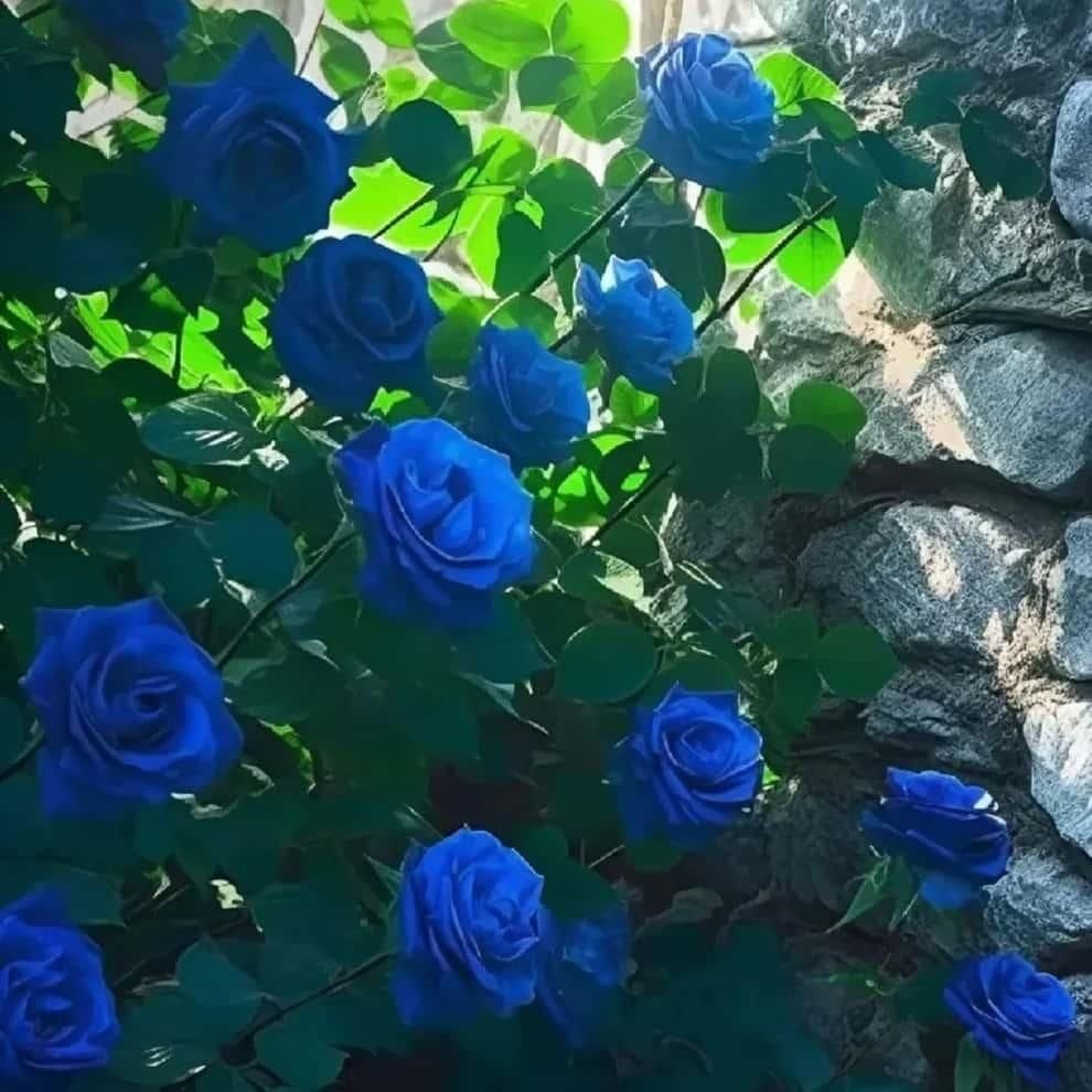 Blue Climbing Rose Flower Seeds – Heirloom Non-GMO High Germination Organic Garden Seeds for Trellis Planting