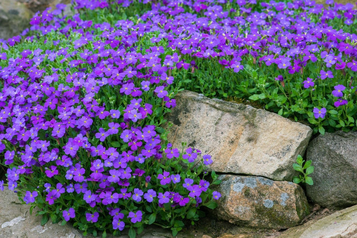 Flower Seeds, Seeds for Planting, Plant Seeds
