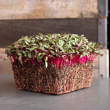 Beet Seeds for Vegetable Planting – Heirloom, Non-GMO, High Germination Organic Garden Seeds