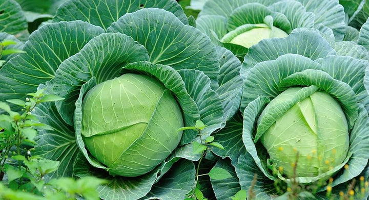 Cabbage TEMP Flat Hybrid Seeds – High-Yield, Non-GMO Flat Head Seeds for Planting in Temperate & Transitional Climates