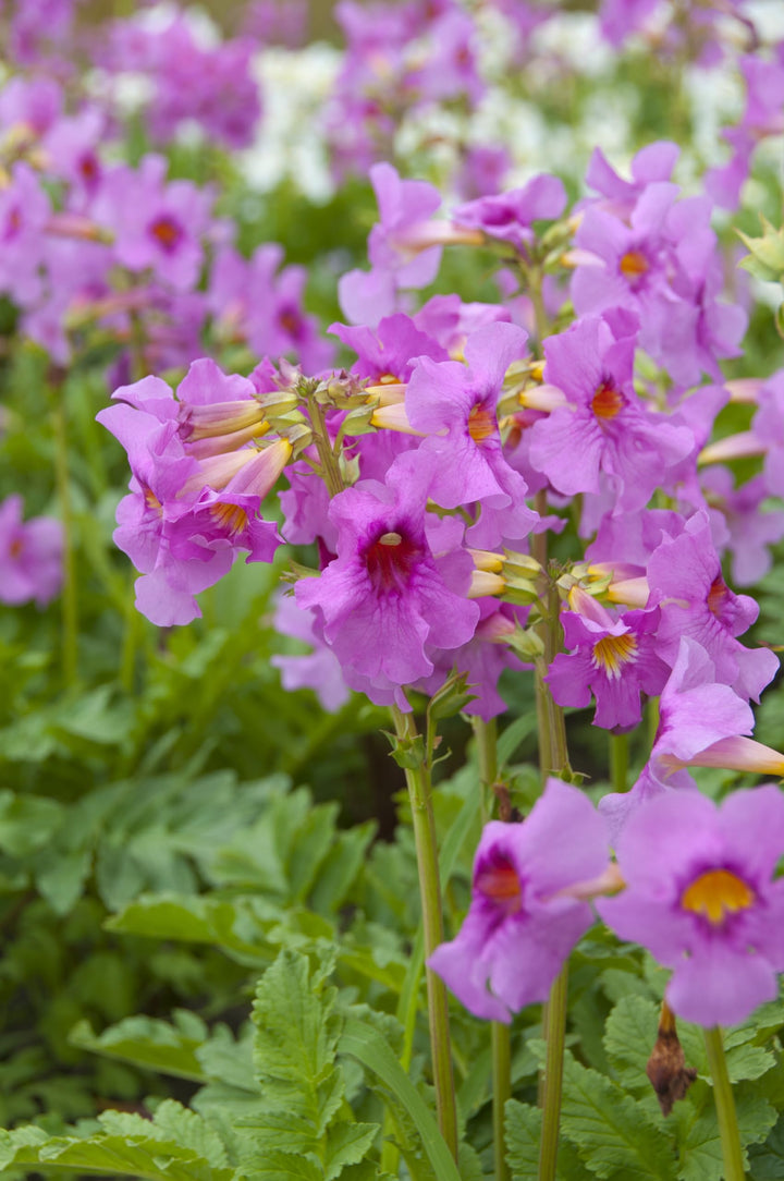 Incarvillea Delavayi Plant Seeds for Planting – Hardy Trumpet Flower Perennial