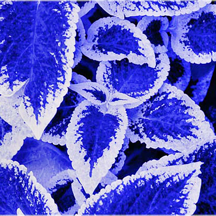 Blue Dragon Coleus Flower Seeds – Heirloom Non-GMO High Germination Organic Garden Seeds for Planting