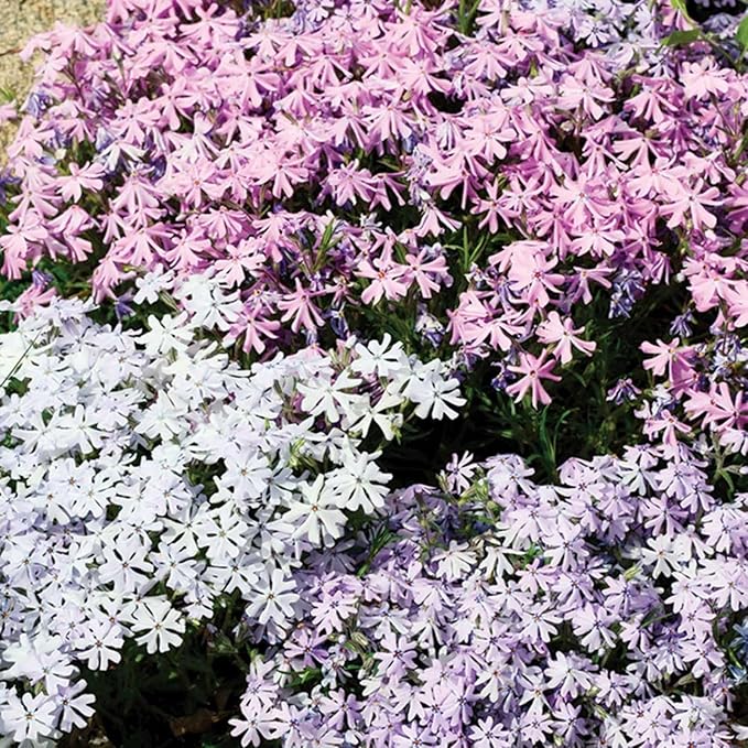 Organic Mix Creeping Phlox Flower Seeds for Planting – Heirloom, Non-GMO