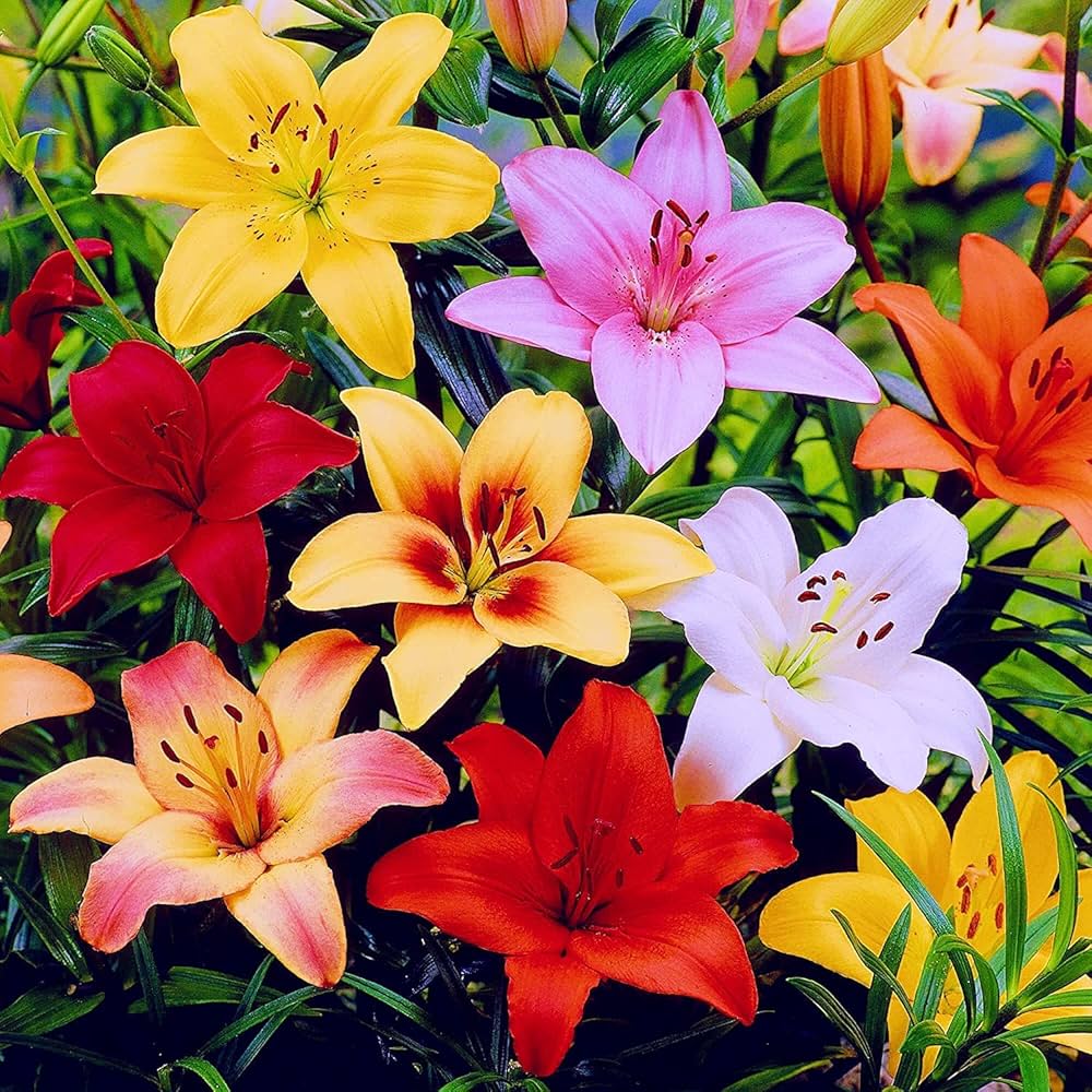 Mix Asiatic Lilies Flower Seeds for Planting - Heirloom Non-GMO High Germination Organic Garden Seeds