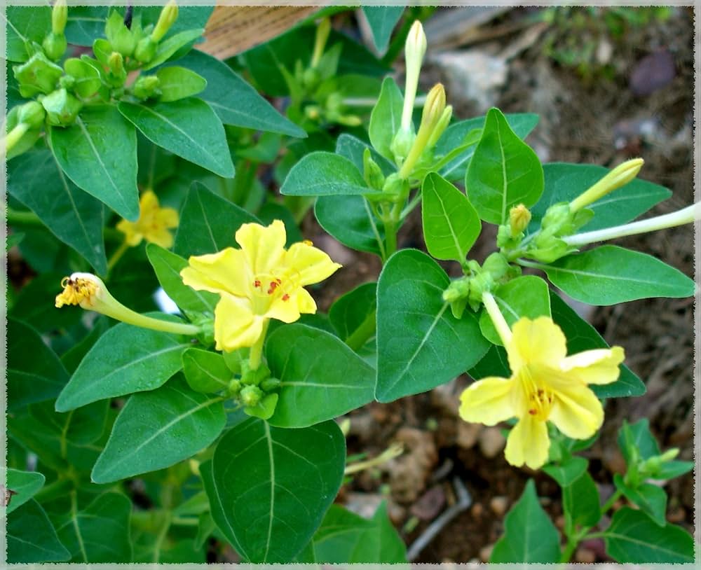 Yellow Marquezii Plant Seeds for Planting | Heirloom, Non-GMO, High Germination Organic Garden Seeds for Bright Blooms