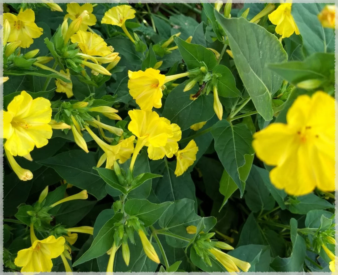 Yellow Marquezii Plant Seeds for Planting | Heirloom, Non-GMO, High Germination Organic Garden Seeds for Bright Blooms