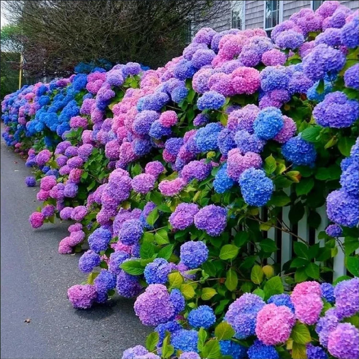 Blue, Pink, Purple Hydrangea Flower Seeds – Heirloom Non-GMO High Germination Seeds for Planting Vibrant Garden Blooms