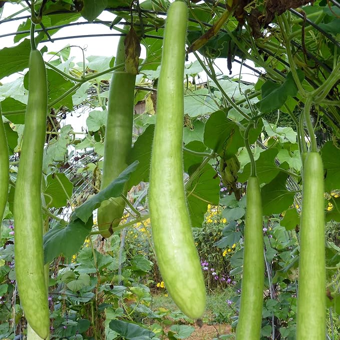 YEGAOL Garden Cucuzzi Gourd Vegetable Seeds for Planting - Heirloom Non-GMO Organic Garden Seeds High Germination