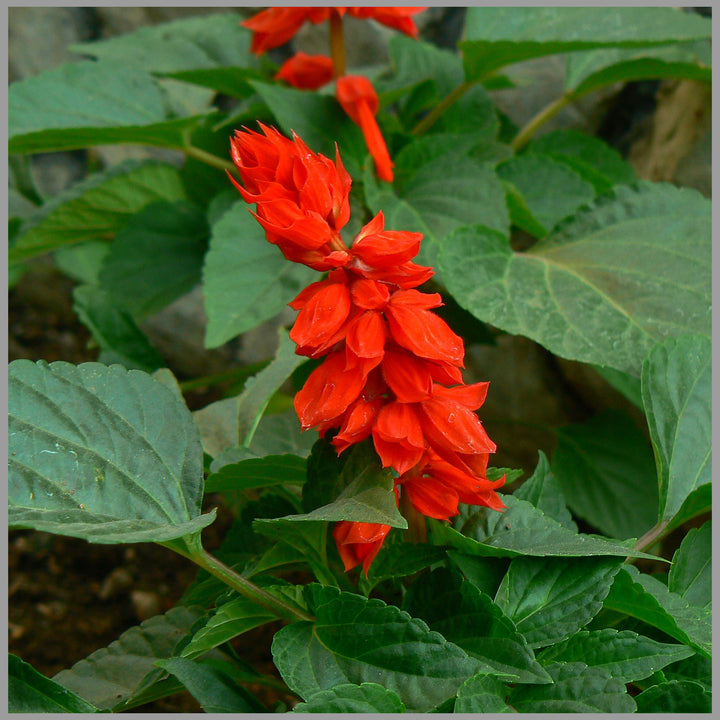 Red Greyia Sutherlandii Flower Seeds for Planting | Heirloom, Non-GMO, High Germination Organic Garden Seeds for Exotic Blooms
