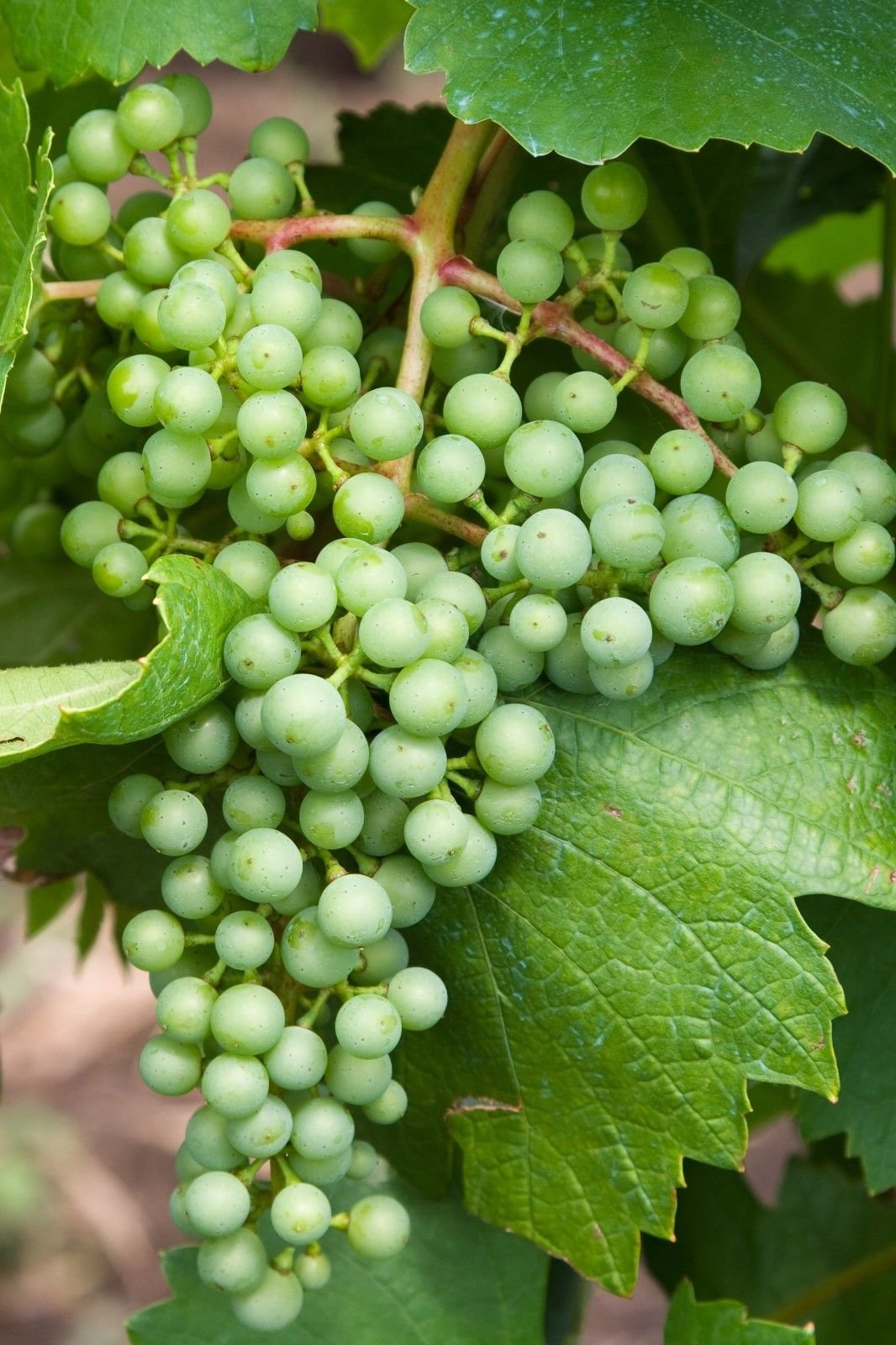 planting concord grape seeds White Heirloom Non Gmo Concord Grape For Sweet Large Grapes In Your Home  Garden Flower – Neeraseeds