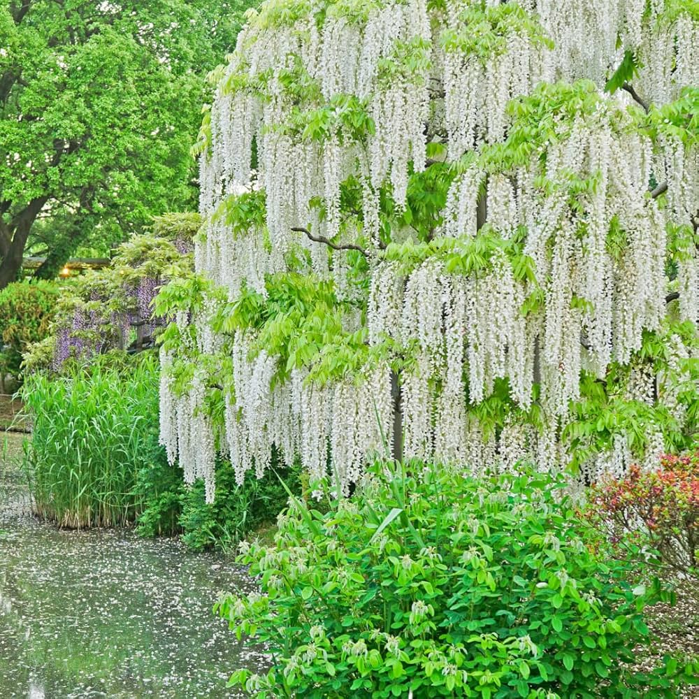 indoor wisteria bonsai Wisteria Bonsai For Planting Wisteria Sinensis For Indoor Garden And Flower  Bed Flower – Neeraseeds
