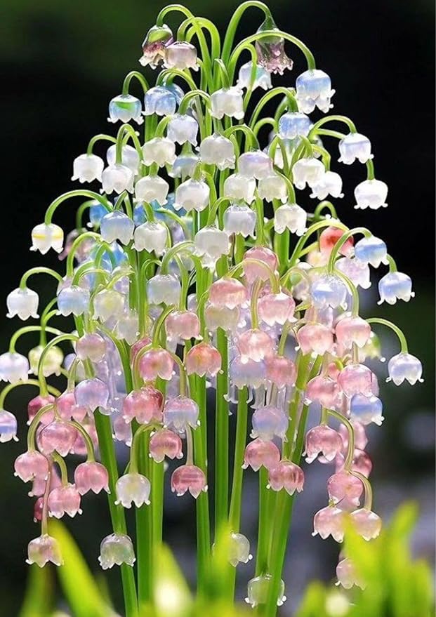 Mix Lily of the Valley flower Seeds for Planting - Non-GMO and Heirloom garden seeds