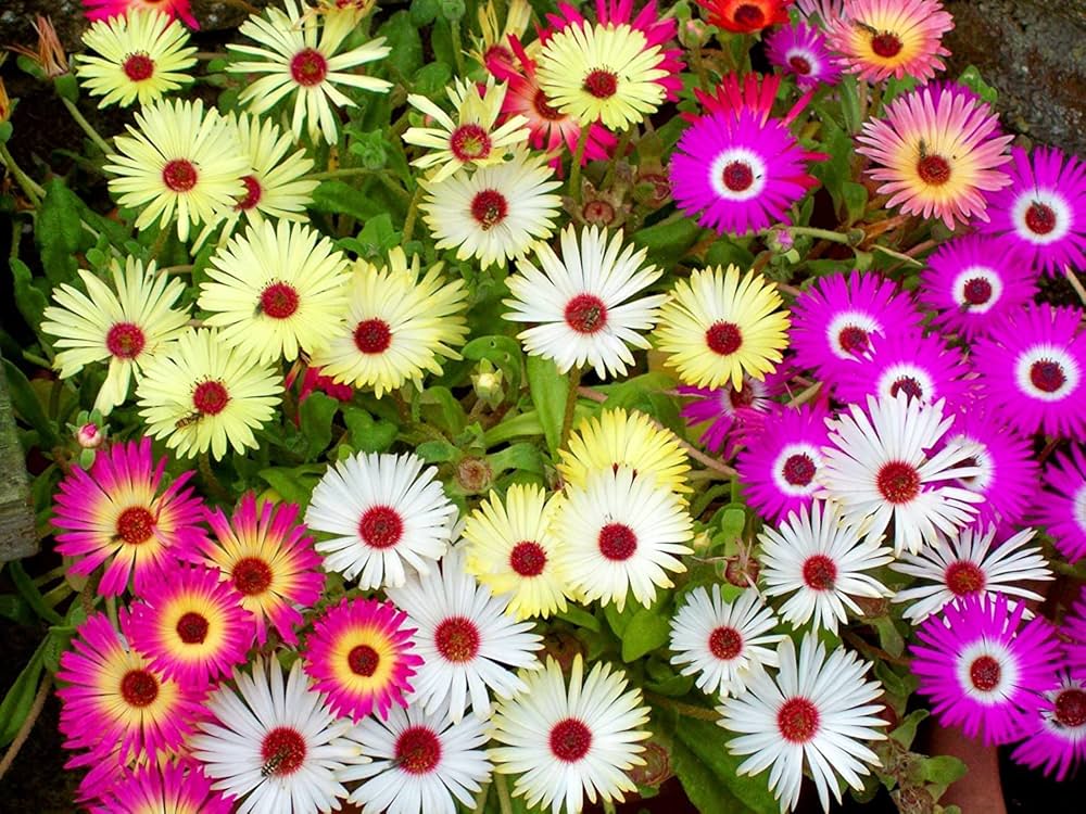 Summer Flower Seeds for Planting – High-Yield, Easy-Grow Annual and Perennial Mix