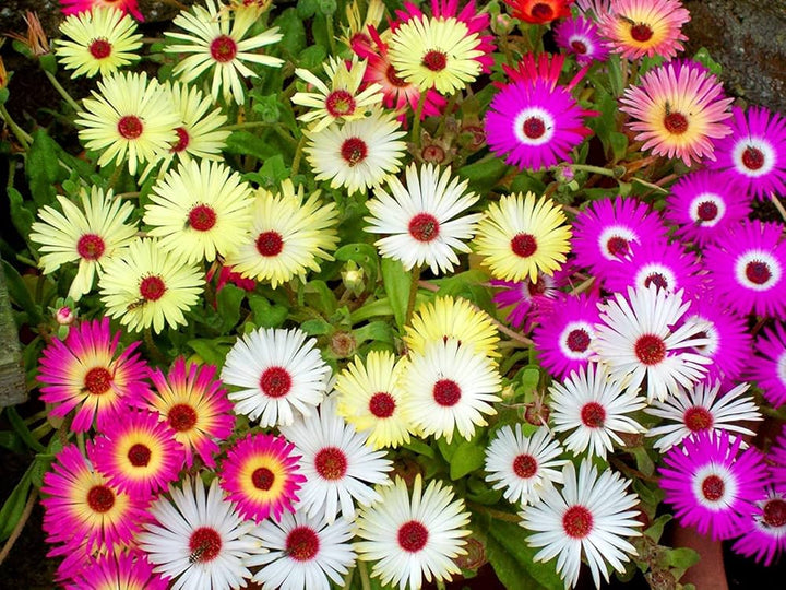 Summer Flower Seeds for Planting – High-Yield, Easy-Grow Annual and Perennial Mix