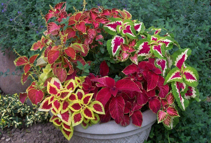 Heirloom Rainbow Coleus Plant Seeds – Non-GMO, High Germination Organic Garden Seeds for Planting