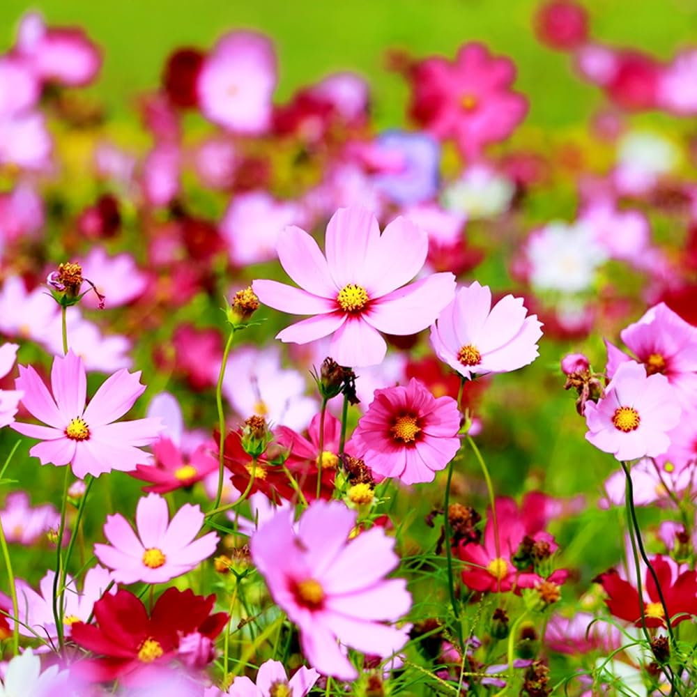 border flower seeds Cosmos Picotee Easy Grow Flower Border Garden Flower Seeds for Lush Organic Garden Blooms – Neeraseeds