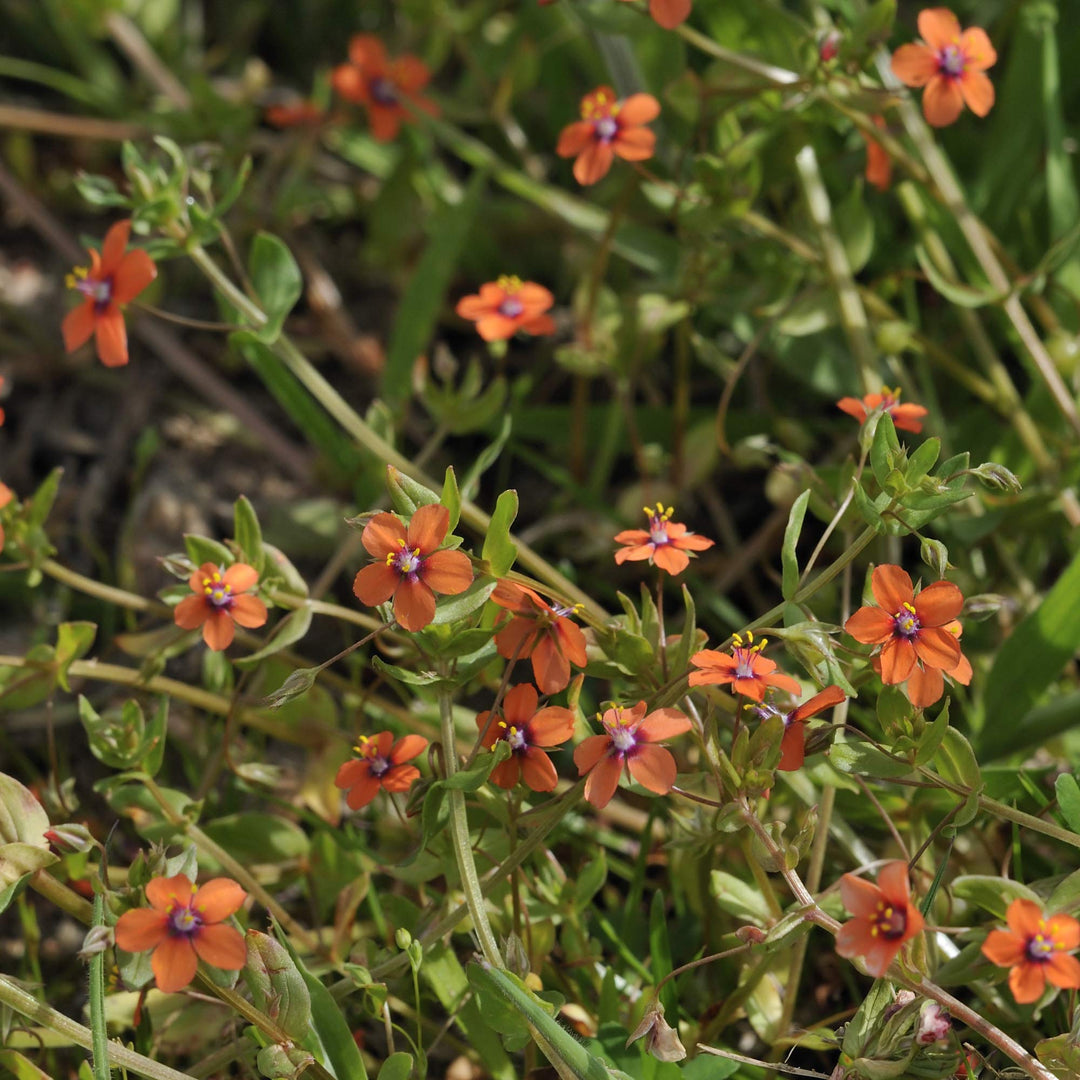 Orange Pimpernel Flower Seeds for Planting – Heirloom, Non-GMO, Organic Garden Seeds, High Germination