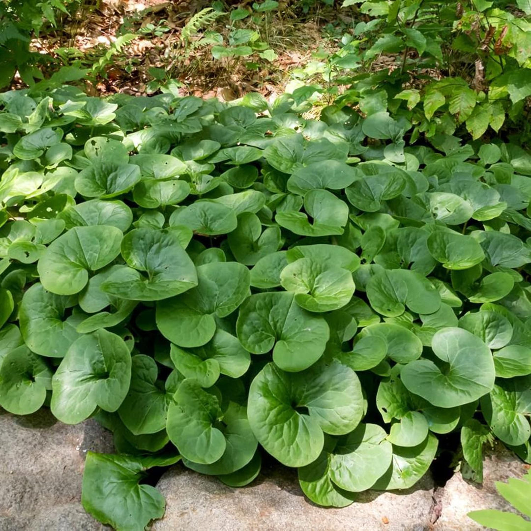 Wild Ginger Plant Seeds for Planting – Heirloom, Non-GMO, High Germination Organic Garden Seeds