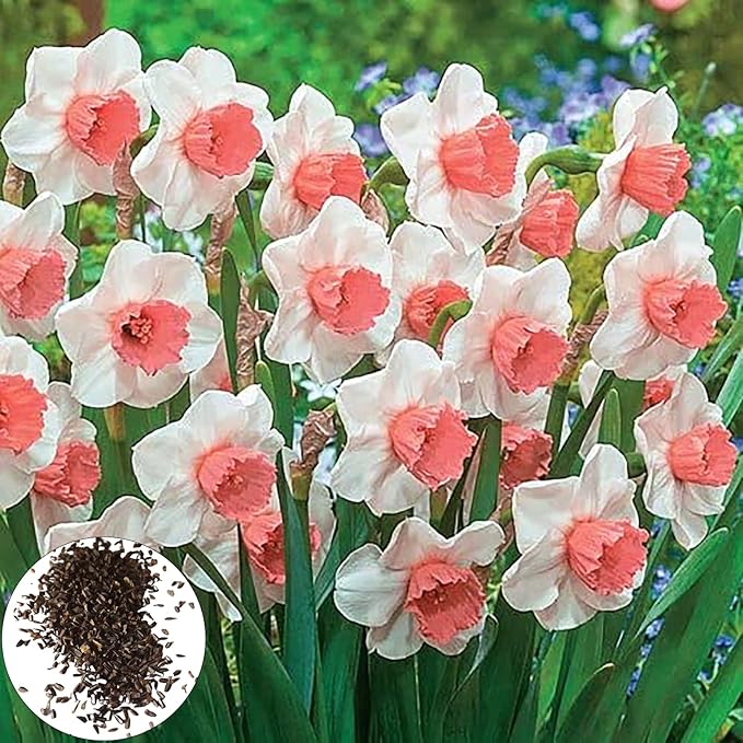 Baby Pink Daffodil Flower Seeds for Planting – Heirloom, Non-GMO, High Germination Organic Garden Seeds