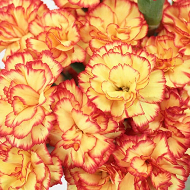Yellow Red Carnation Flower Seeds for Planting – Heirloom, Non-GMO, High Germination Bright Bi-Color Garden Blooms