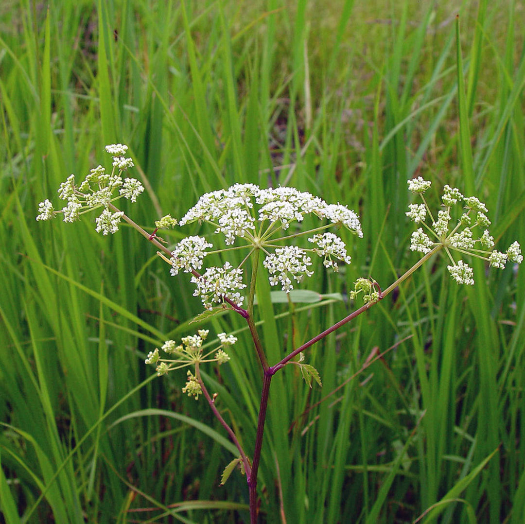 Cicuta Maculata Plant Seeds for Planting | Heirloom, Non-GMO, High Germination Organic Garden Seeds for Wetland Growth