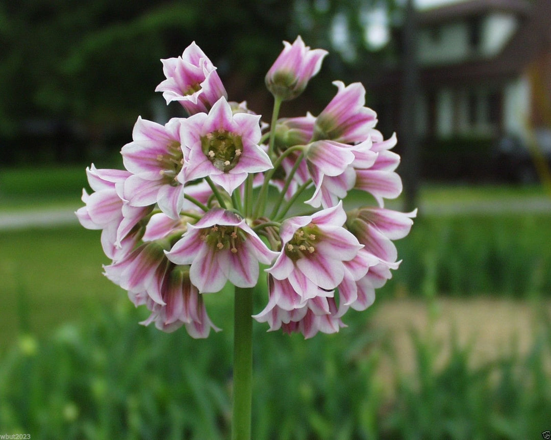 Nectaroscordum Flower Seeds for Planting – Unique Allium Bulgaricum Seeds for Garden Color & Pollinators