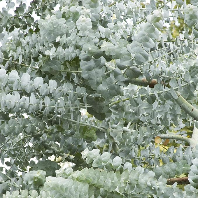 White Perennial Eucalyptus Silver Dollar Tree Seeds for Planting – Heirloom Non-GMO Organic Seeds, High Germination
