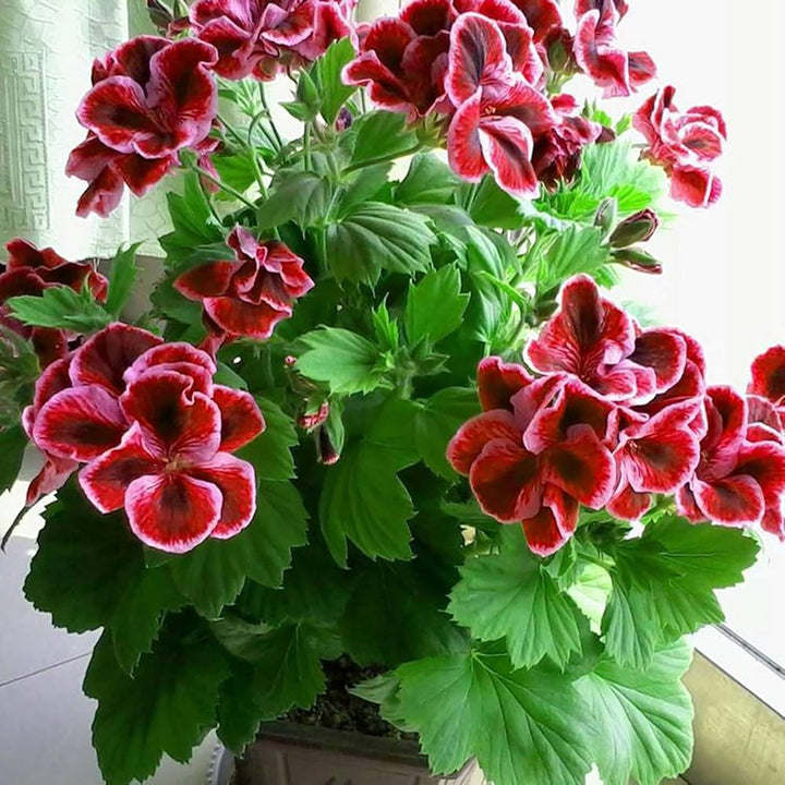 Wine Red Geranium Flower Seeds - Heirloom, Non-GMO, High Germination Organic Garden Seeds for Planting in Pots or Outdoors
