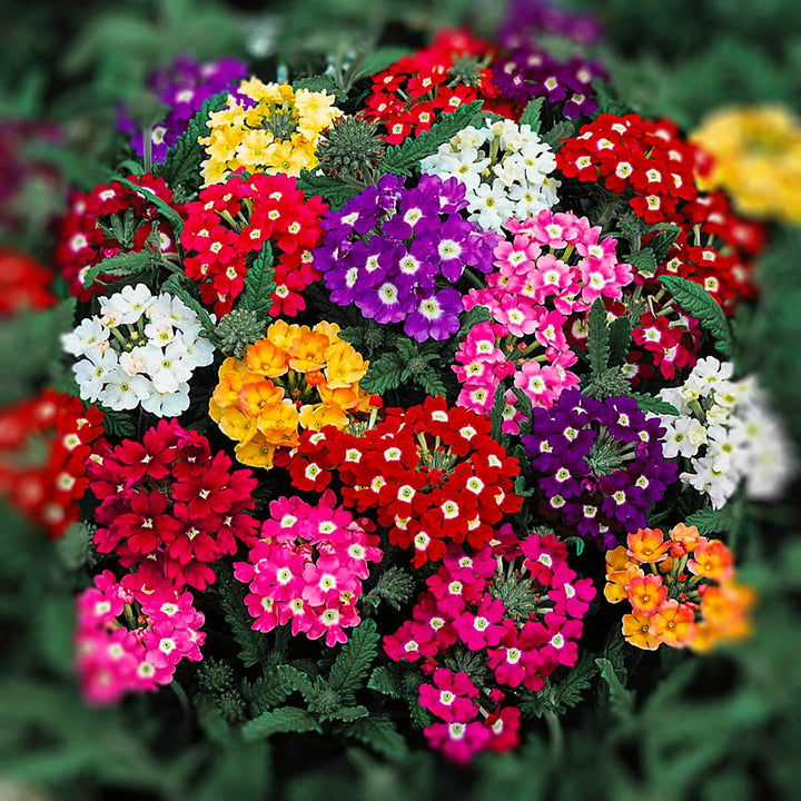 Peach Verbena Didyma Flower Seeds for Planting – Heirloom, Non-GMO, High Germination Organic Garden Seeds
