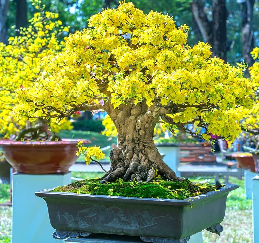 Yellow Simsii Bonsai Flower Seeds – Heirloom Non-GMO High Germination Organic Garden Seeds for Planting