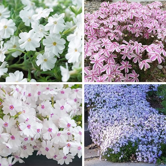 Organic Mix Creeping Phlox Flower Seeds for Planting – Heirloom, Non-GMO