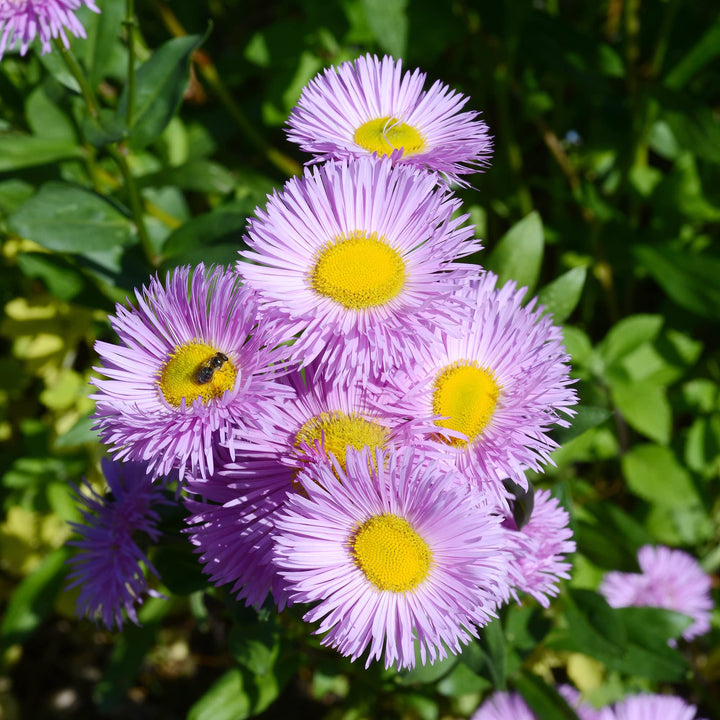 Purple Erigeron Flower Seeds for Planting – Drought-Tolerant Perennial Blooms