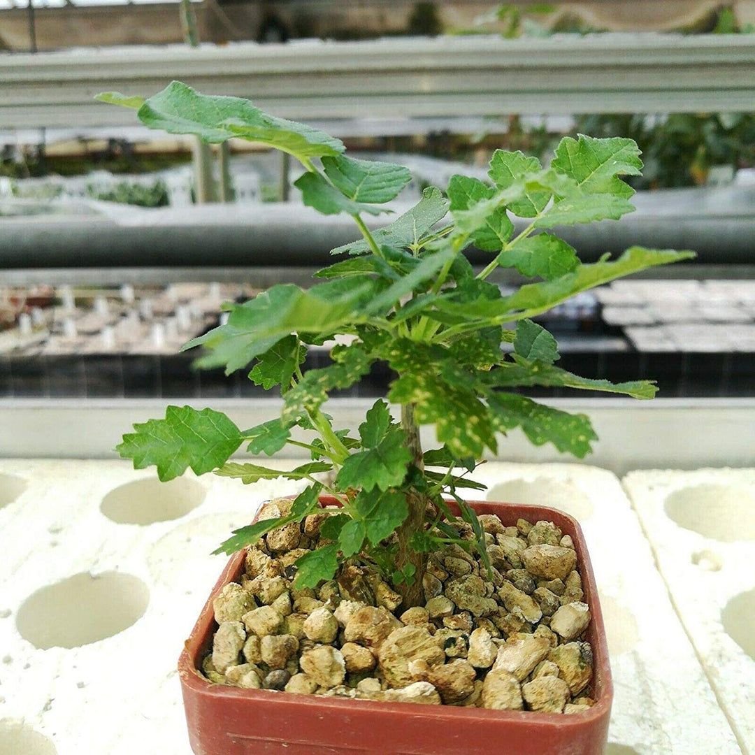 Boswellia Sacra Seeds for Planting - Heirloom, Non-GMO, High Germination Organic Frankincense Tree Seeds for Easy Growing