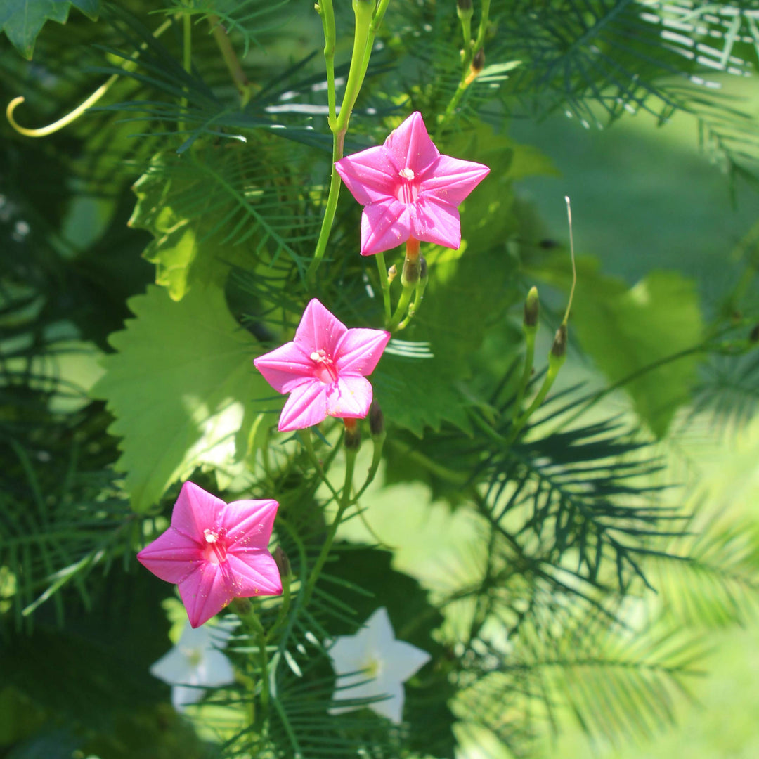 Annual Rose Cypress Vine Flower Seeds for Planting – 100 pcs | Heirloom Non-GMO Organic Garden Blooms