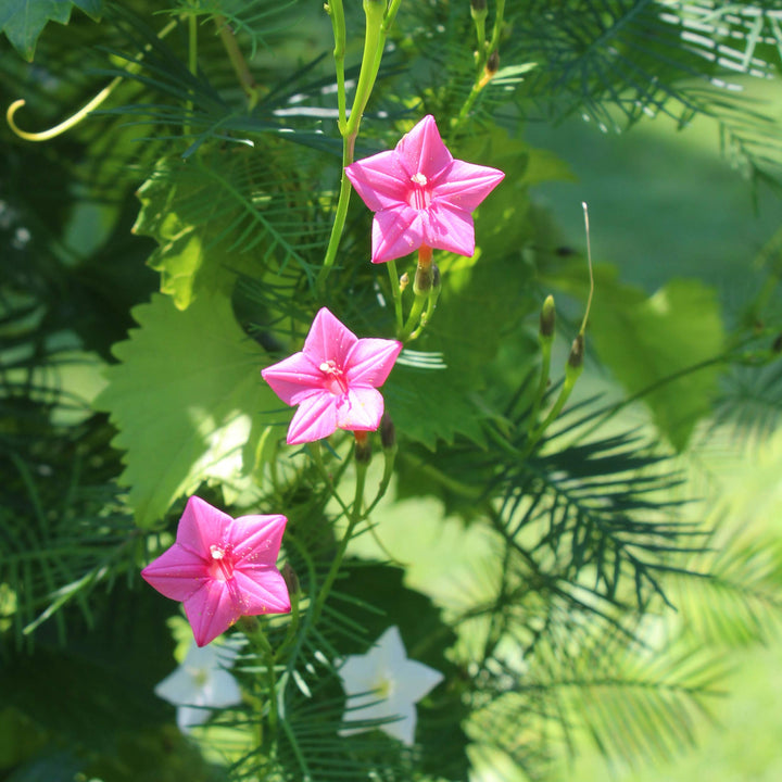 Annual Rose Cypress Vine Flower Seeds for Planting – 100 pcs | Heirloom Non-GMO Organic Garden Blooms