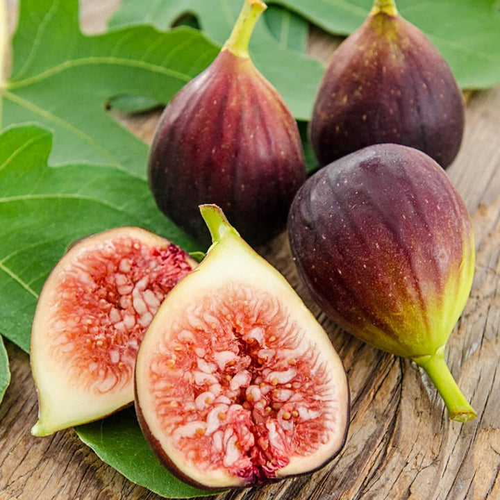 Brown Turkey Fig Seeds for Planting – Heirloom, Non-GMO, High Germination Organic Garden Seeds for Sweet Figs