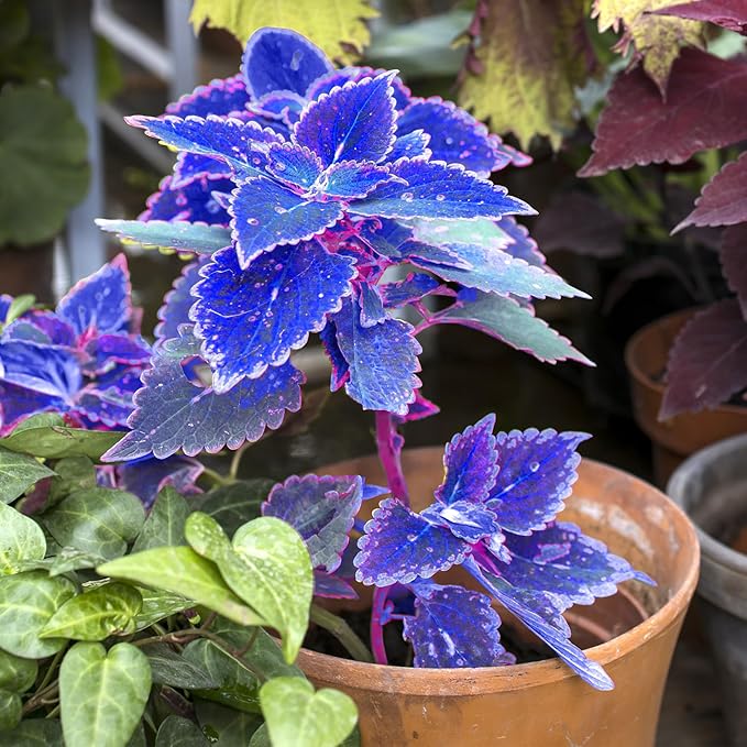 Blue Coleus Plant Seeds for Planting - Heirloom and Non-GMO Garden Seeds